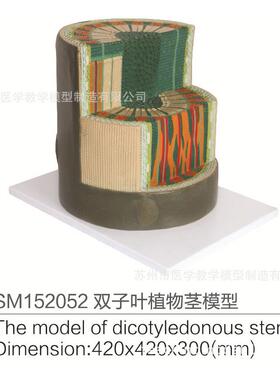 SM152052双子叶植物茎模型