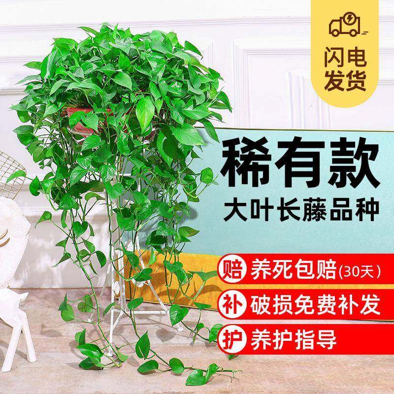 大盆绿萝盆栽长藤垂吊室内除甲醛净化空气水培大叶绿植花卉爬藤款,鲜花速递/花卉仿真/绿植园艺,割草机/草坪机,淘宝优惠券,粉丝福利购,淘宝优惠卷