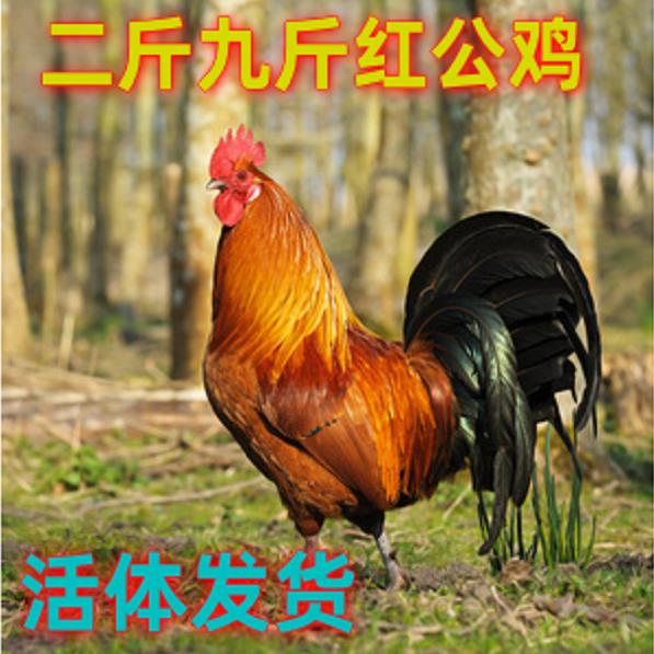 二斤 九斤红公鸡大红黑脚公鸡母鸡小鸡活体苗鸡苗青年鸡活体