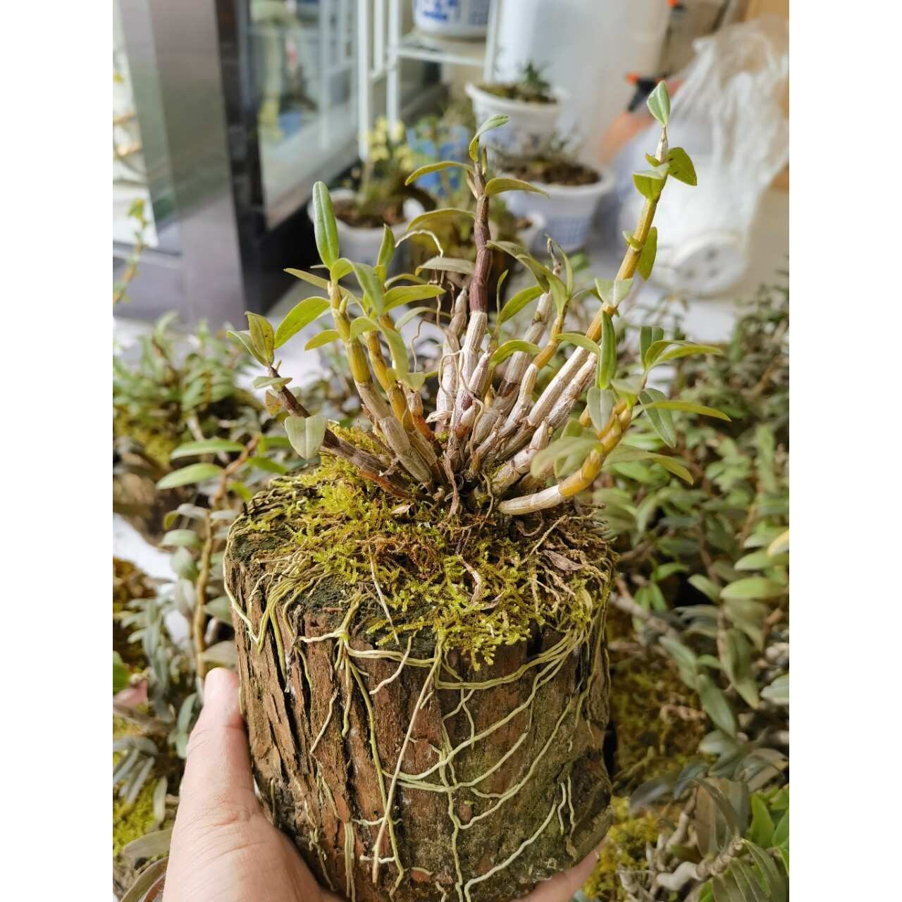 霍山铁皮石斛盆栽盆景木桩兰花观赏室内装饰绿植花卉