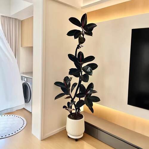黑金刚橡皮树客厅大盆栽室内大型绿植四季好养阳台办公室高端植物