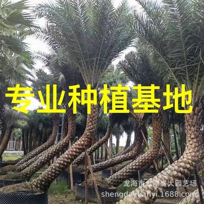 湖北中东海枣 贵州中东海枣银海枣价格 湖南棕榈中东海枣树