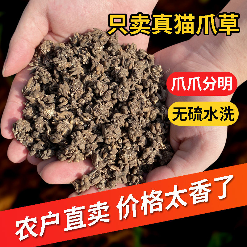 猫爪草正品水洗无硫郁金新鲜天然野生中药材干货夏枯养生蒲公英茶