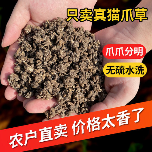 猫爪草正品水洗无硫郁金新鲜天然野生中药材干货夏枯养生蒲公英茶