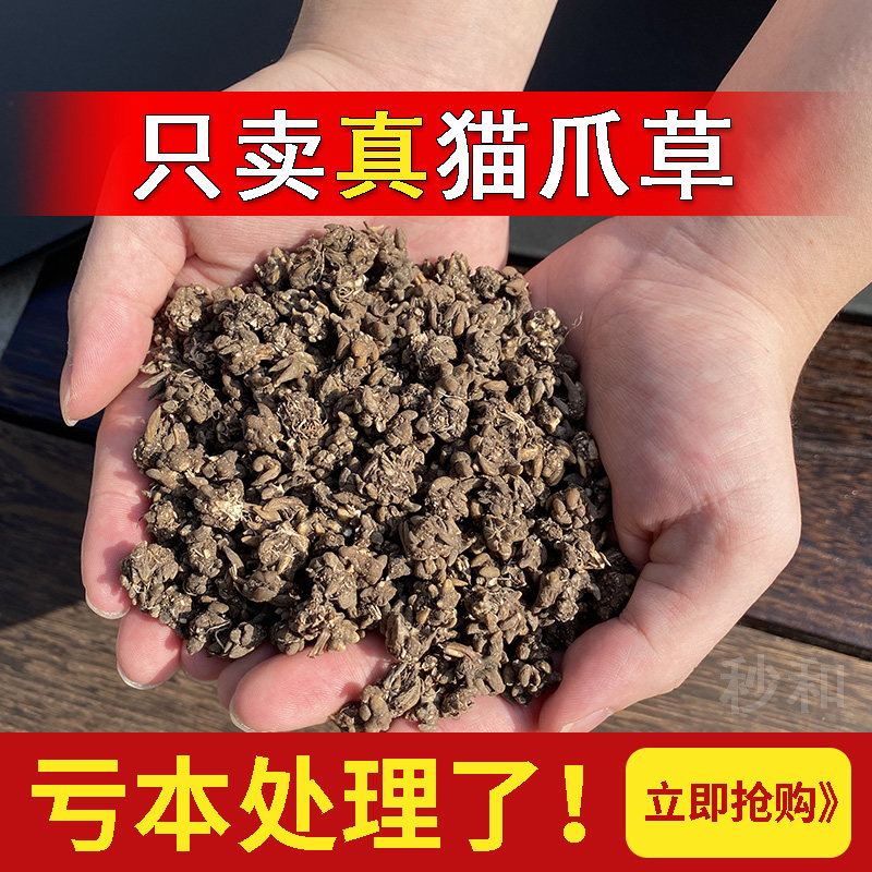 保真猫爪草足干野猫猫爪草正宗正品水洗无硫新货猫抓草批发价