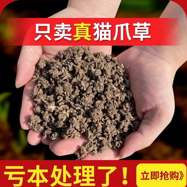 猫爪草正品新货野山采挖猫爪草泡茶煲汤煮水搭配枸杞