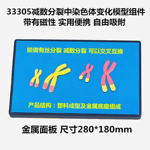 33305减数分裂中染色体变化模型组件 磁性280*180mm 生物教学仪器