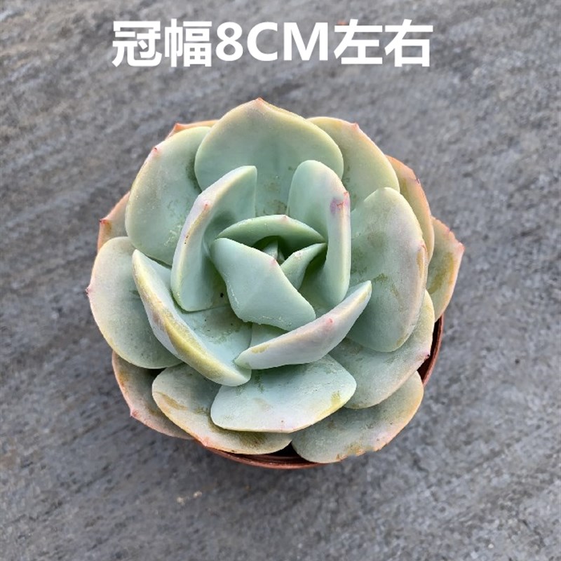 清棚多肉a植物大株老桩 白凤 大棵巨型多肉植物 室内办公室绿植