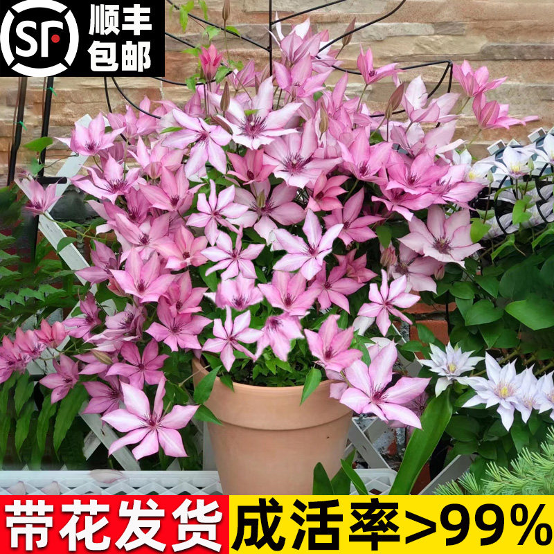 铁线莲盆栽大苗带花苞乌托邦银币円空庭院阳台爬藤植物四季开花卉