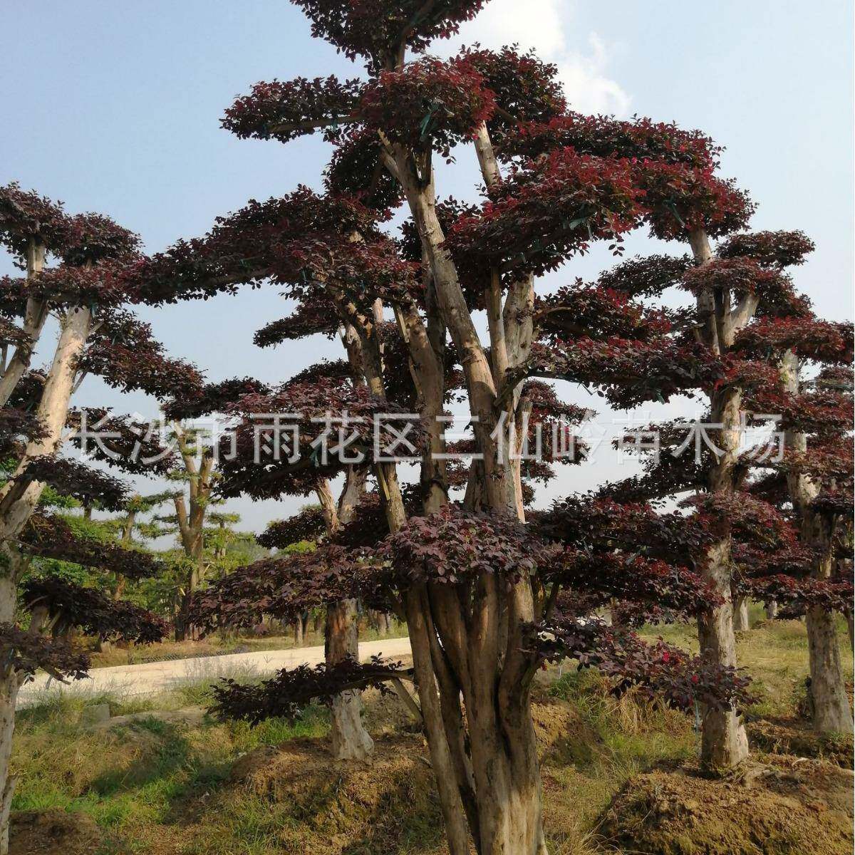 供应造型红花檵木20-15公分 造型红花檵木桩 彩色灌木红继木