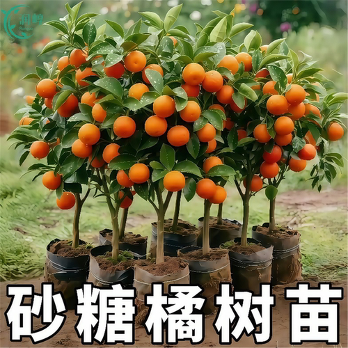 易栽好养沙糖桔树苗地栽盆栽种植