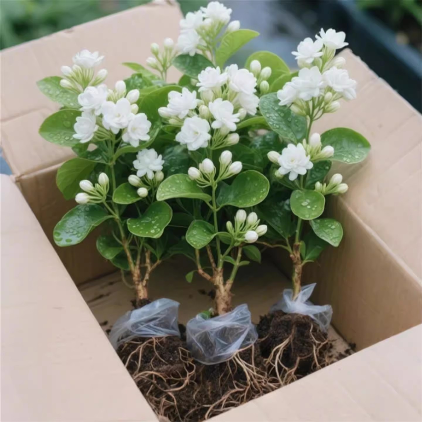 茉莉花水培植物带花苞盆栽桌面办公室内好养懒人种植鲜花水养花卉