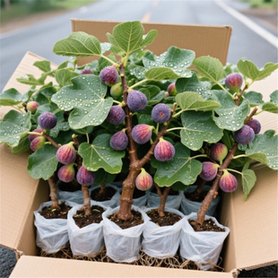 易栽无花果树苗带叶发货青皮四季种植盆栽庭院阳台好养波姬红枝条