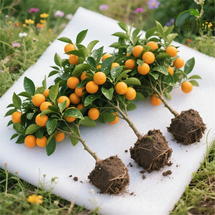 脆皮金桔带叶发货盆栽树苗四季果树可食用橘子苗脆皮金橘室内常绿