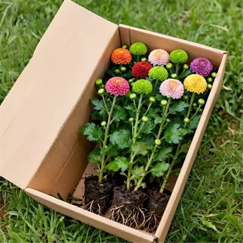 乒乓菊花苗盆栽球形带室内