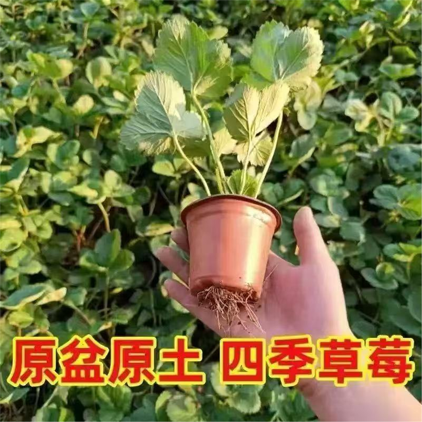草莓种植苗盆栽脱毒穴盘苗带花果带土四季奶油红颜秋冬草莓秧苗,鲜花速递/花卉仿真/绿植园艺,种苗/半成品盆栽,淘宝优惠券,粉丝福利购,淘宝优惠卷