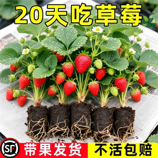 易栽好养草莓苗四季 盆栽食用带盆土阳台南北新苗隋珠奶油草莓苗秧