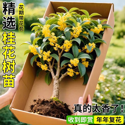 流苏嫁接桂花树四季盆栽苗