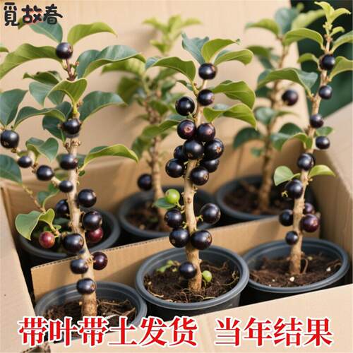 嘉宝果树苗葡萄沙巴艾斯卡