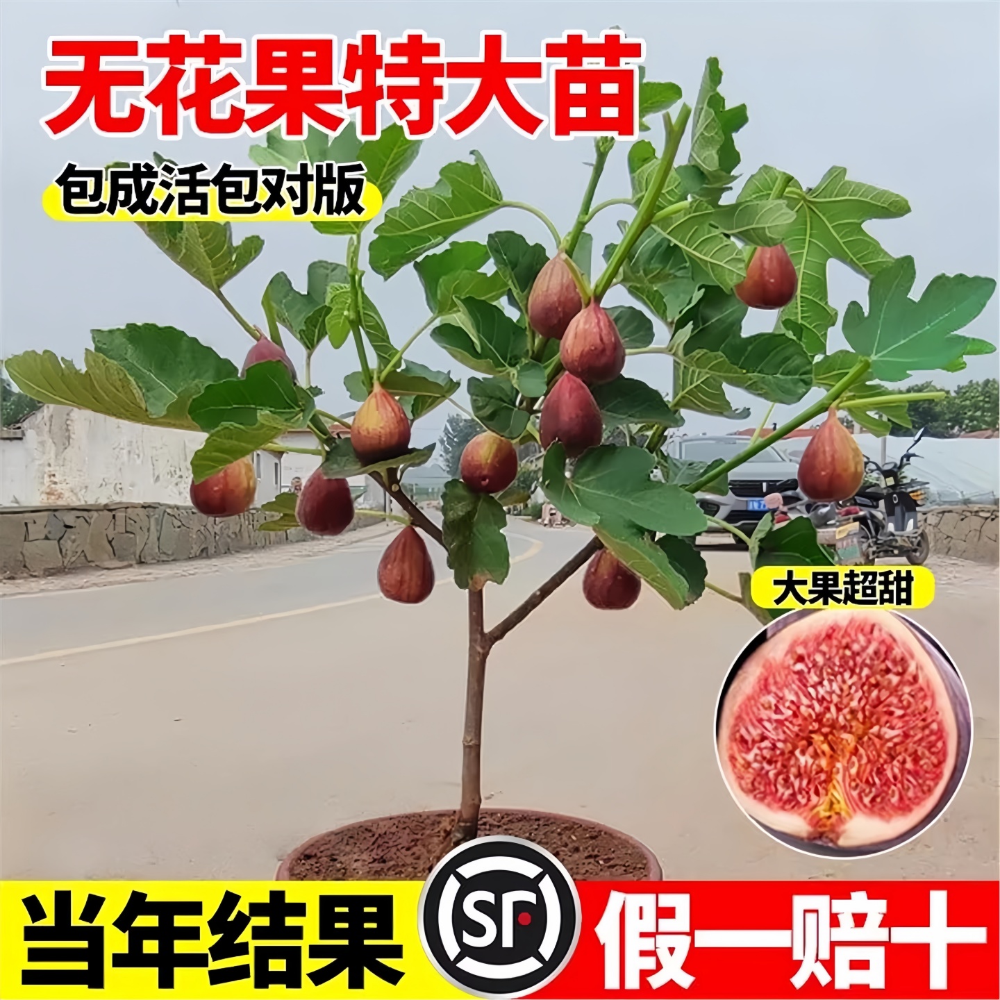 无花果树苗波姬红特大带矮