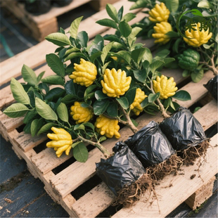 佛手柑盆栽带叶金华佛手树苗瓜苗盆景可食用植物阳台庭院花卉绿植