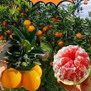 抗旱耐寒橙子树苗红宝石血橙子苗当年结果盆栽地栽无核无籽高产苗