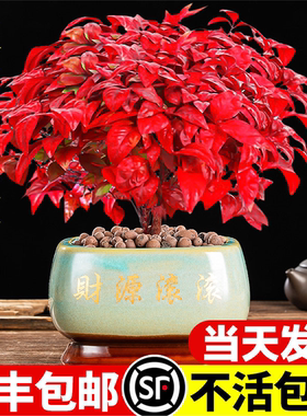 火焰南天竹盆栽客厅室内绿植红叶桌面盆景小矮桩特级树苗四季好养