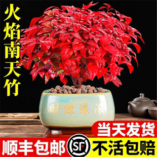 好养 火焰南天竹盆栽客厅室内绿植红叶桌面盆景小矮桩特级树苗四季