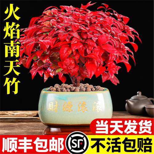火焰南天竹盆栽客厅室内绿植红叶桌面盆景小矮桩特级树苗四季好养 - 封面