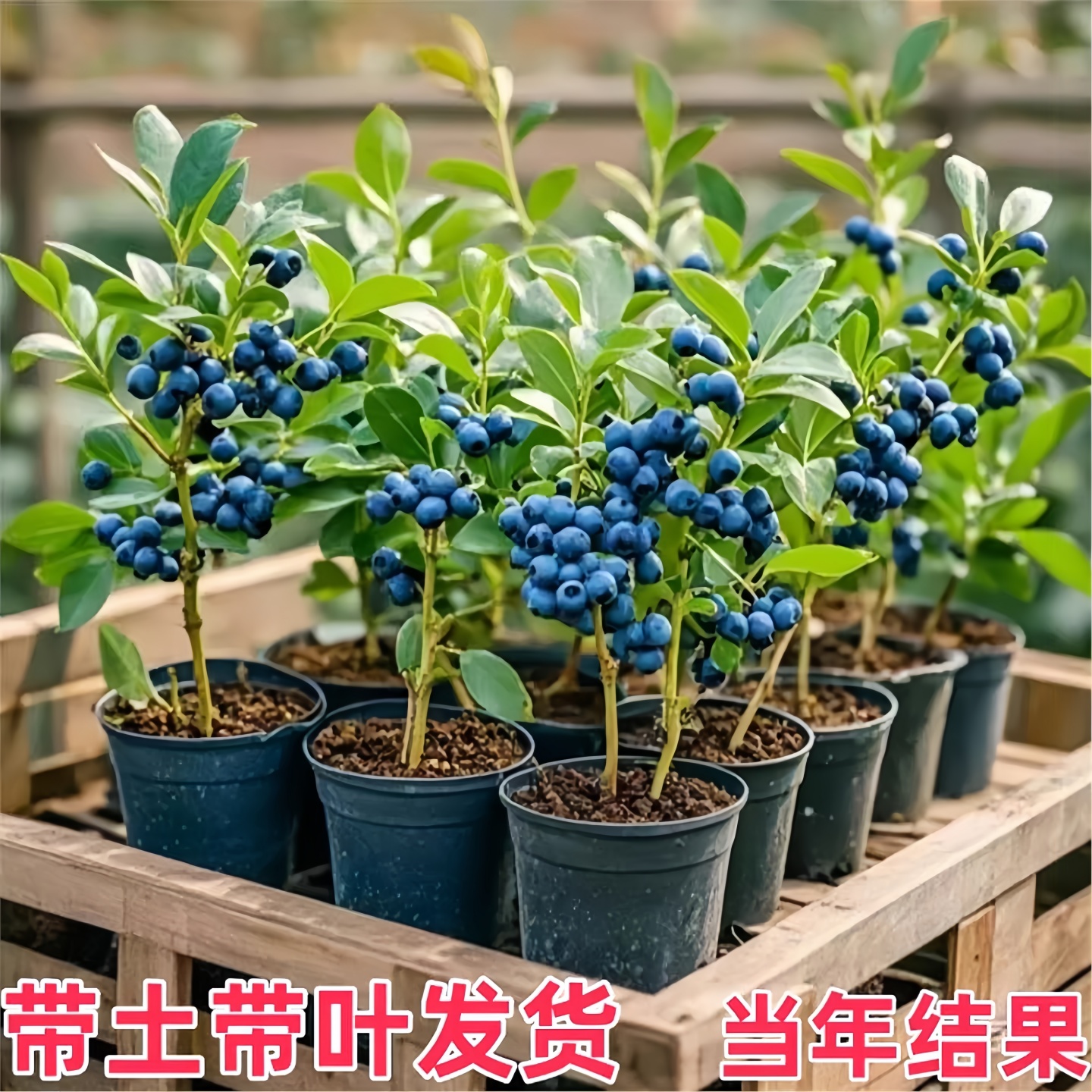 蓝莓树果苗盆栽地南北方种