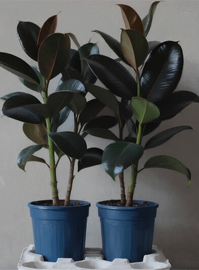 黑金刚橡皮树盆栽新房室内客厅庭院长青花卉净化空气绿色观叶植物