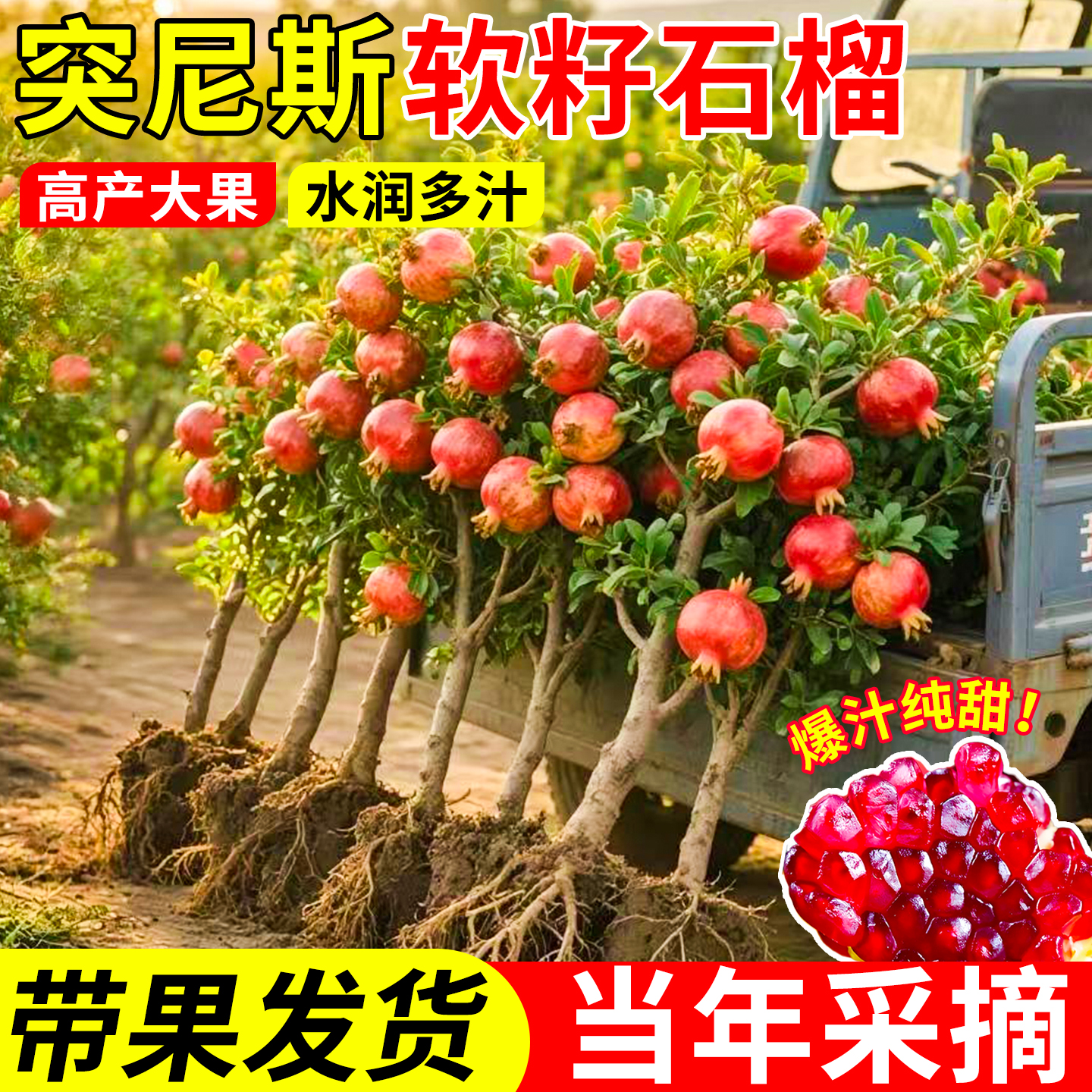 易栽石榴树突尼斯软籽盆栽苗