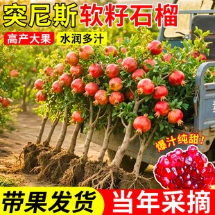 易栽石榴树突尼斯软籽盆栽苗特大果无籽盆景老桩果树果苗庭院四季