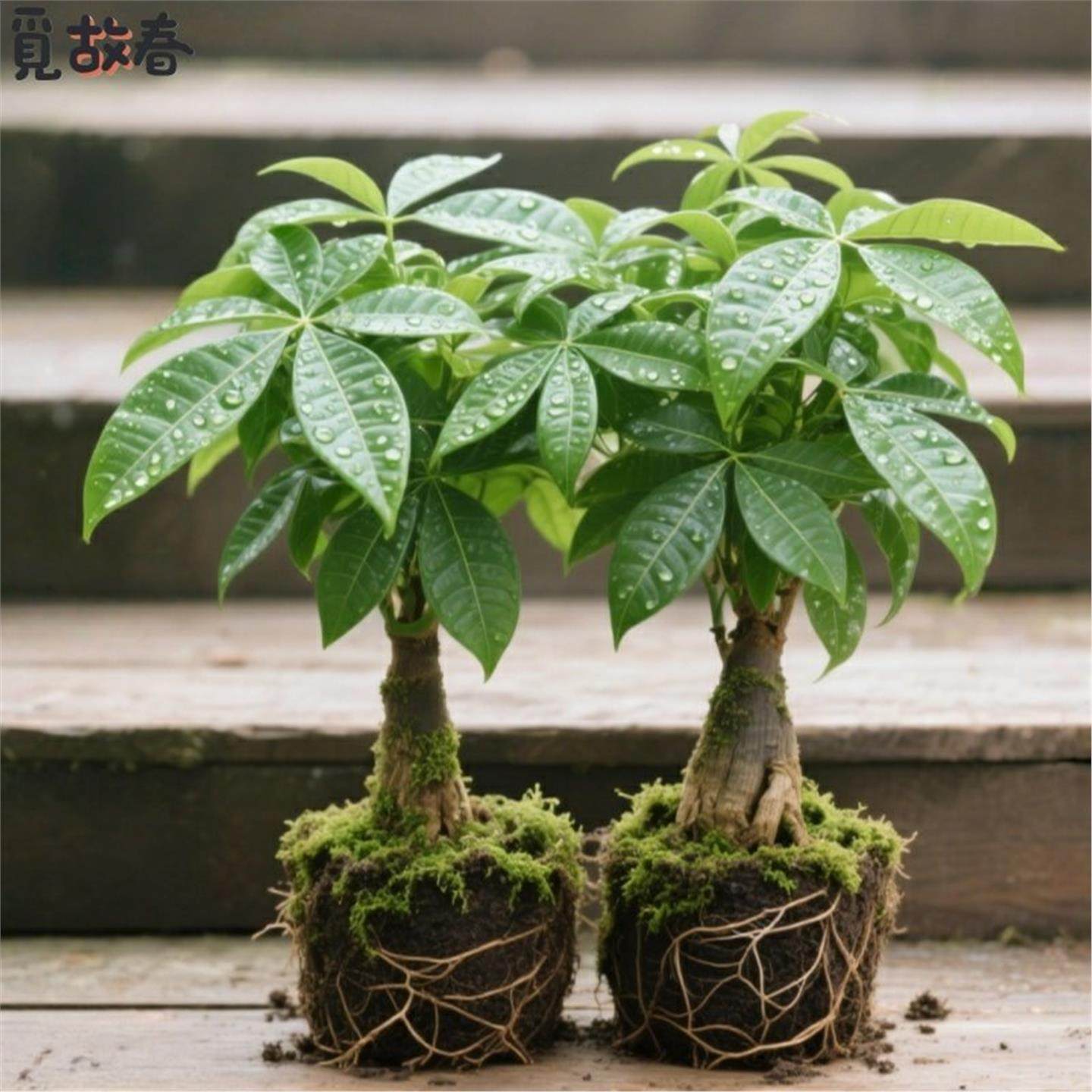 发财树盆栽室内客厅桌面绿植小盆景大发财树苗招财树净化空气植物,鲜花速递/花卉仿真/绿植园艺,造型盆景,淘宝优惠券,粉丝福利购,淘宝优惠卷