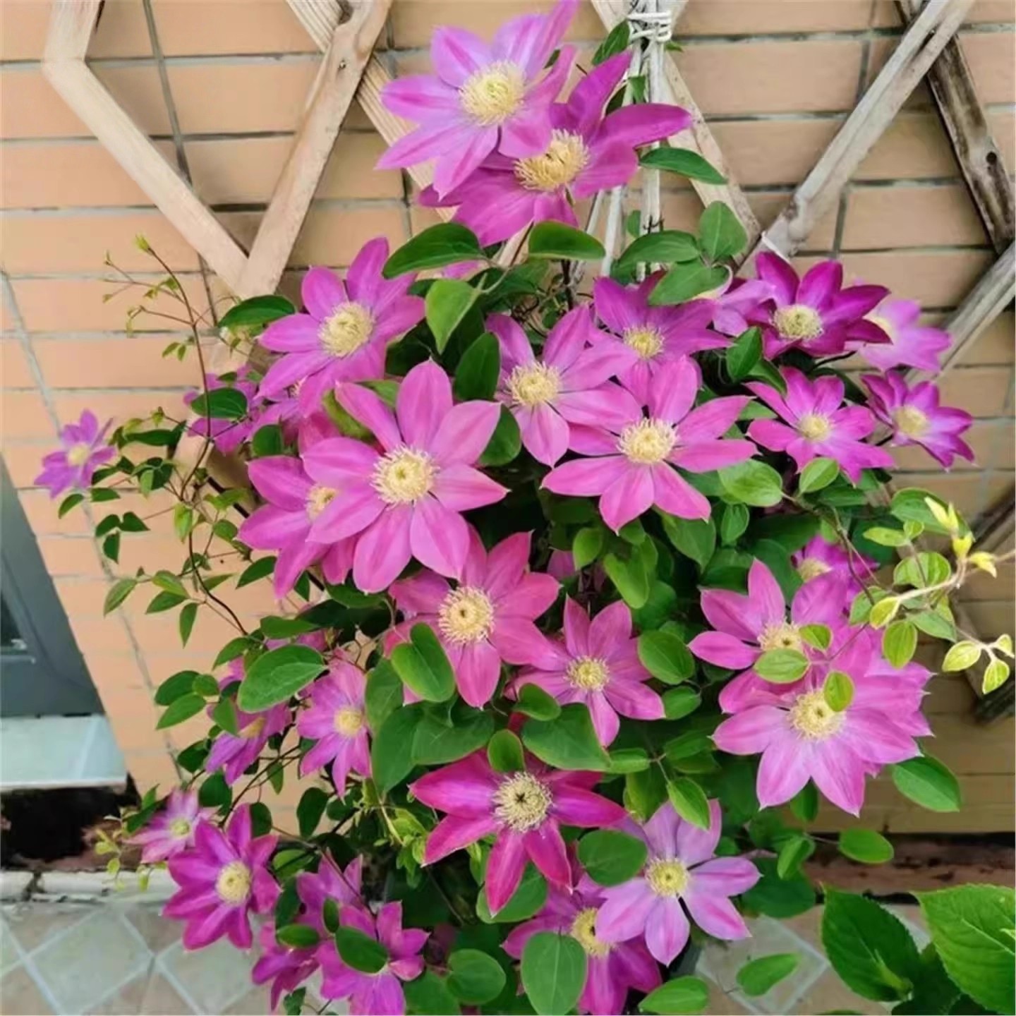 带叶铁线莲大苗盆栽乌托邦