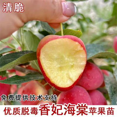 苹果树苗嫁接香妃海棠小耐