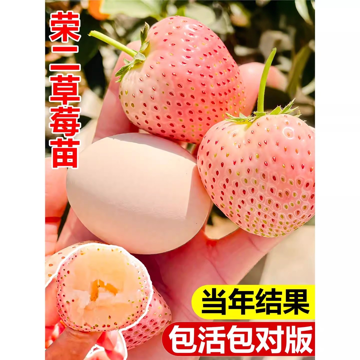 荣二草莓苗盆栽四季结果原盆原土