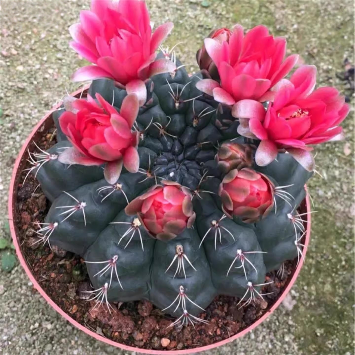 绯花玉开花仙人球花期带花苞桌面