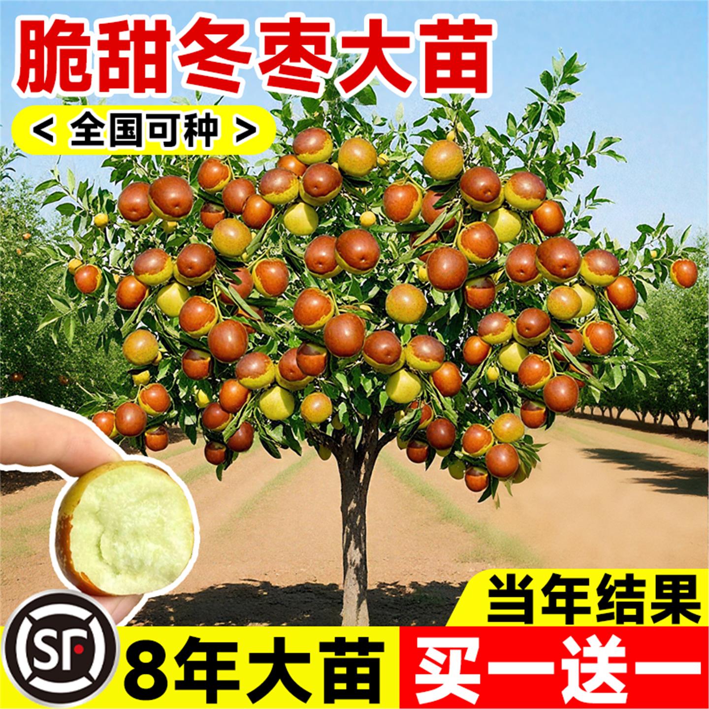 枣树活苗红超甜冬地栽庭院