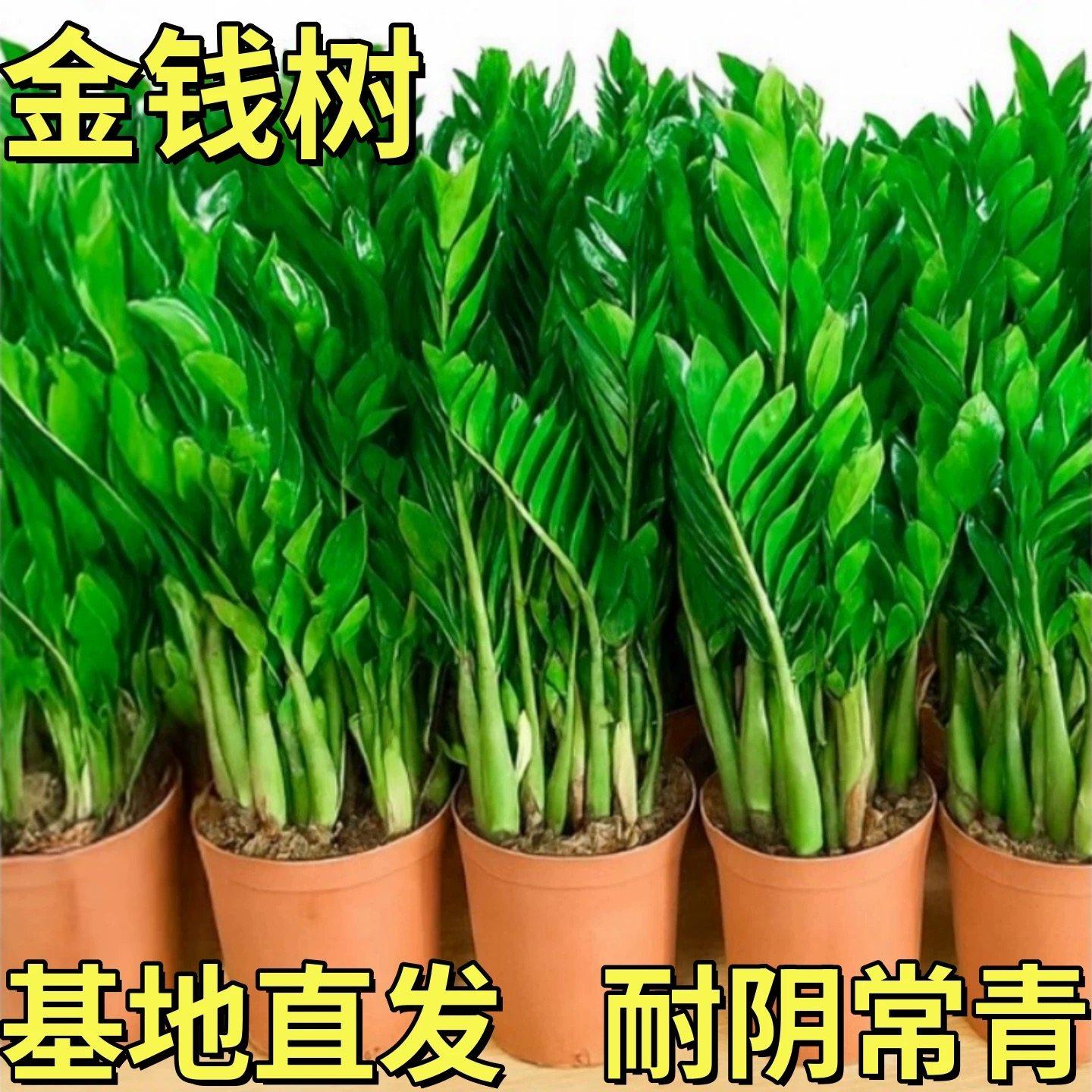 大棵金钱树办公室盆栽高植物室内花卉客厅大绿植钱串子招财发财树,鲜花速递/花卉仿真/绿植园艺,时令草本花卉,淘宝优惠券,粉丝福利购,淘宝优惠卷