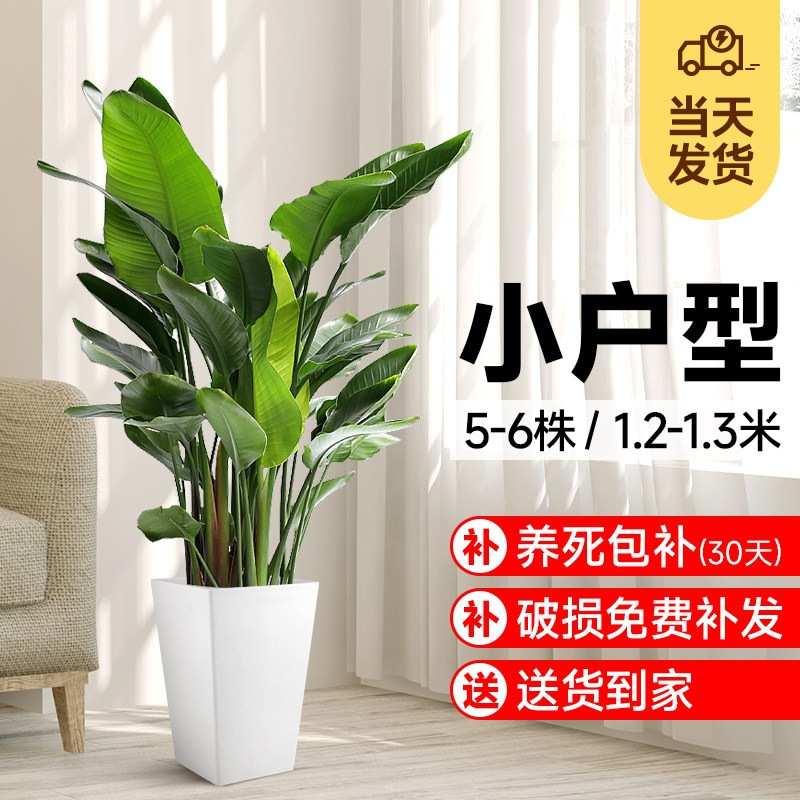 天堂鸟绿植室内大盆栽办公室客厅落地大号鹤望兰植物开业乔迁送礼图片