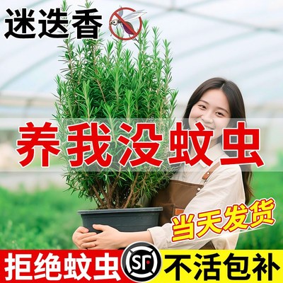 迷迭香盆栽室内驱蚊植物新鲜薄荷可食用绿植四季香草植物猫薄荷叶
