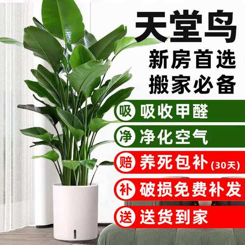 天堂鸟盆栽室内客厅大型绿植办公室大叶植物花卉鹤望兰去甲醛新房