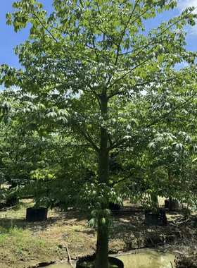 20409基地 供应 美丽异木棉 15-20cm全冠容器苗 美人树 刺多