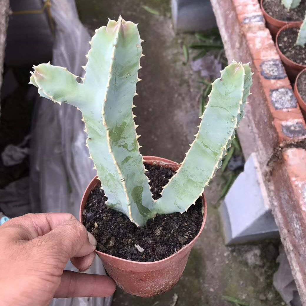 【基地直供】多肉植物盆栽花卉居家花卉盆栽绿植四方罗摩