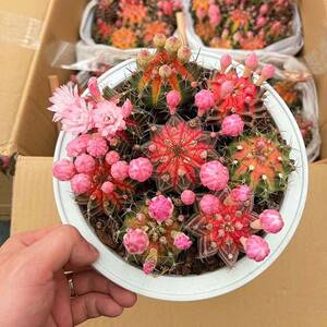 【基地直供】 多肉植物盆栽 家居仙人球多肉植物花卉 多头牡丹锦