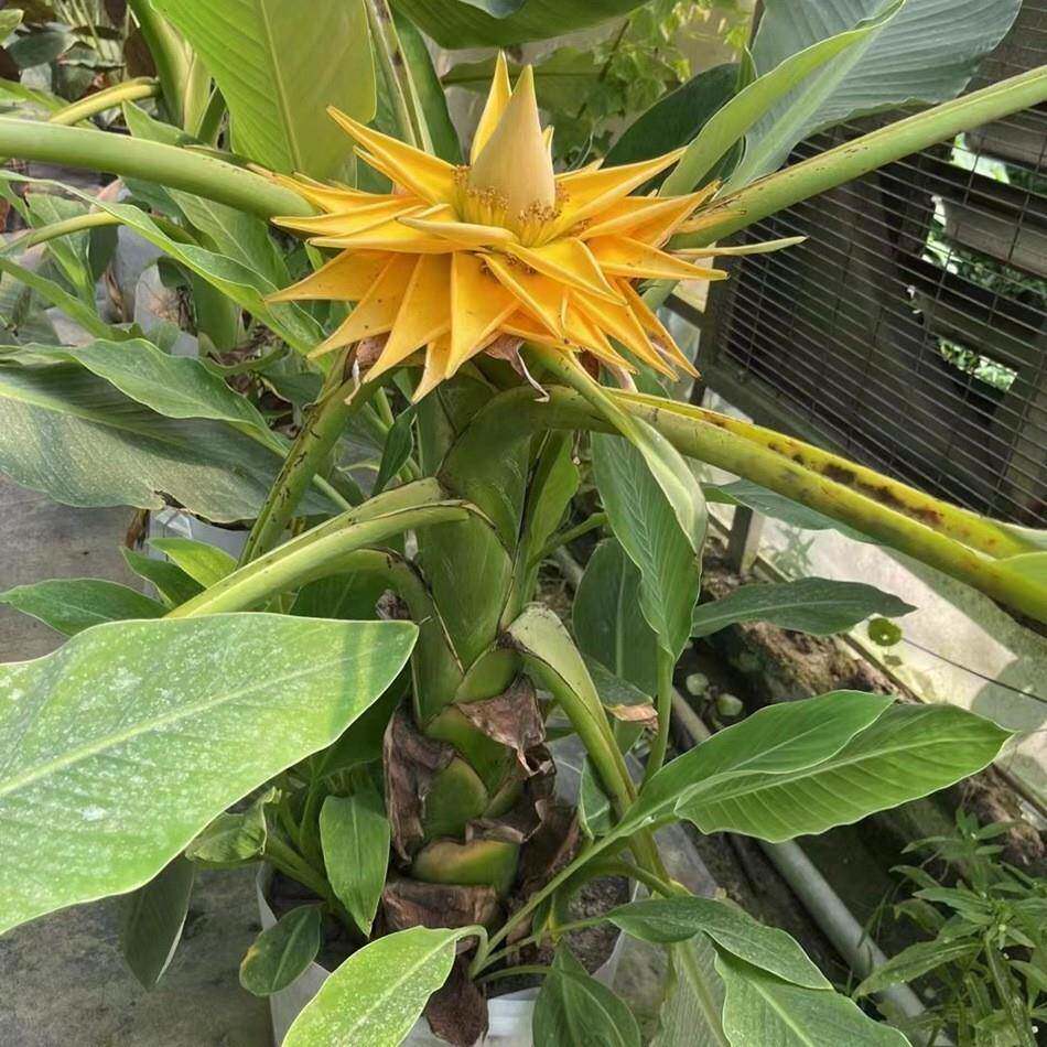 地涌金莲美植袋 花境植物 居家园艺绿植 成都工程苗木 地被植物