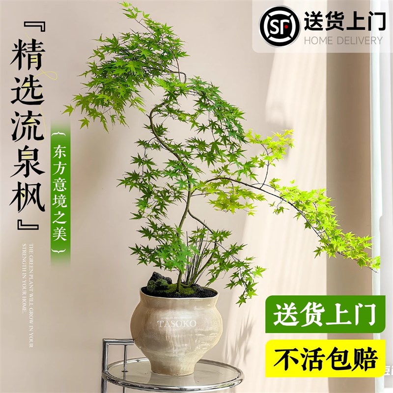 黄金流泉枫盆栽绿植室内盆景枫树老桩办公室桌面阳台禅意四季好养