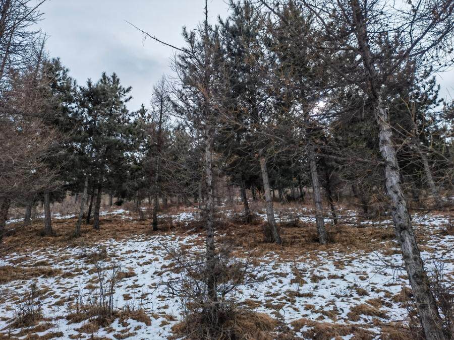内蒙古自治区赤峰市松山区大夫营子乡庆昌德村林权