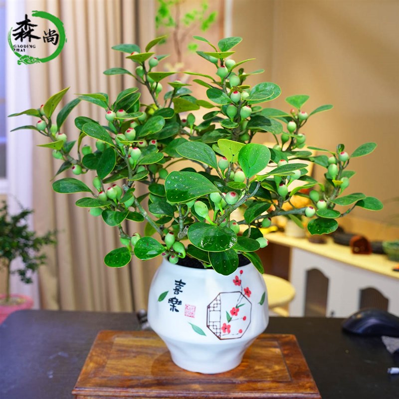 巨型小盼菩提树四季结果盆景老桩办公室内桌面好养禅意花卉绿植物